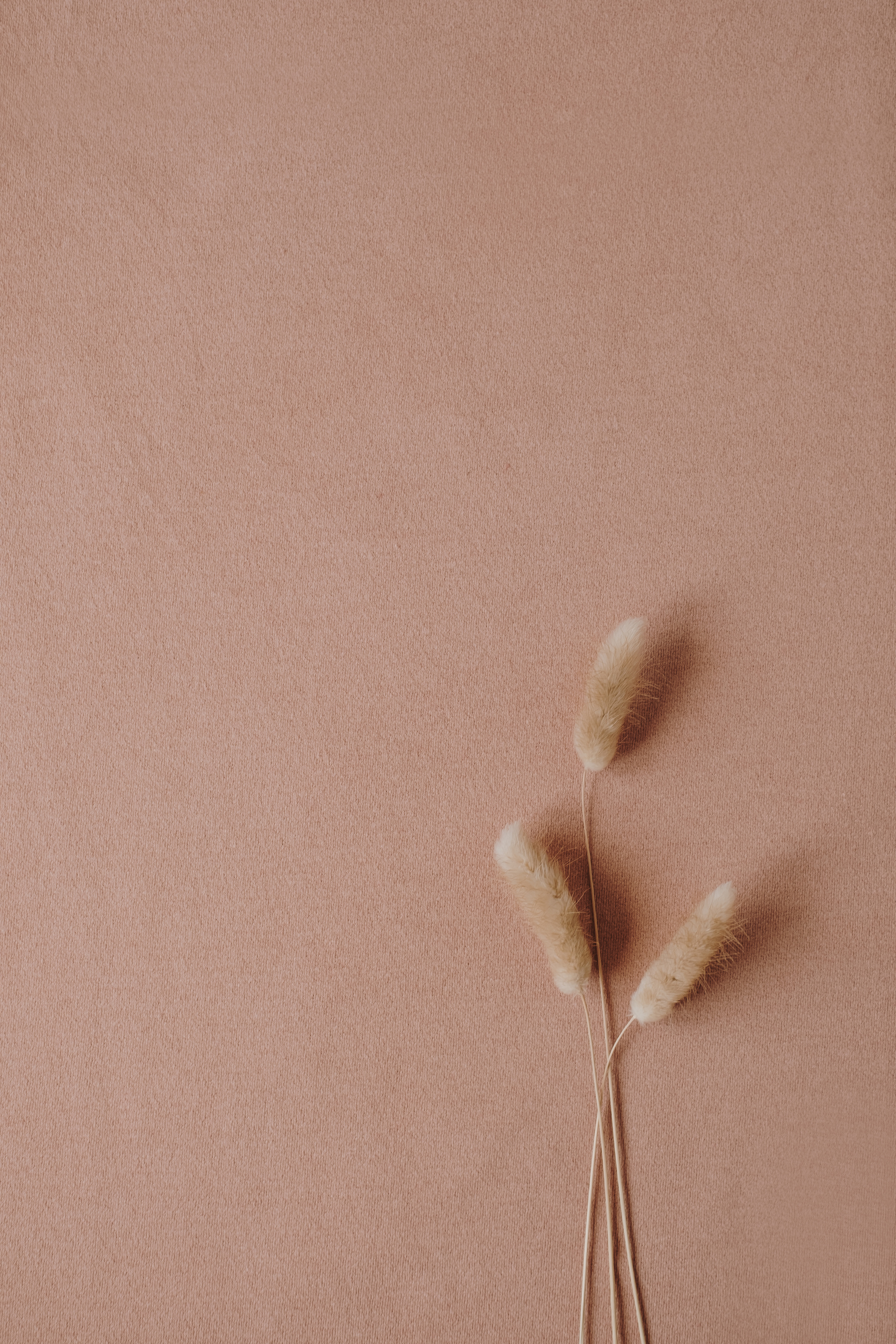 Dried Bunny Tail Grass on Neutral Background 